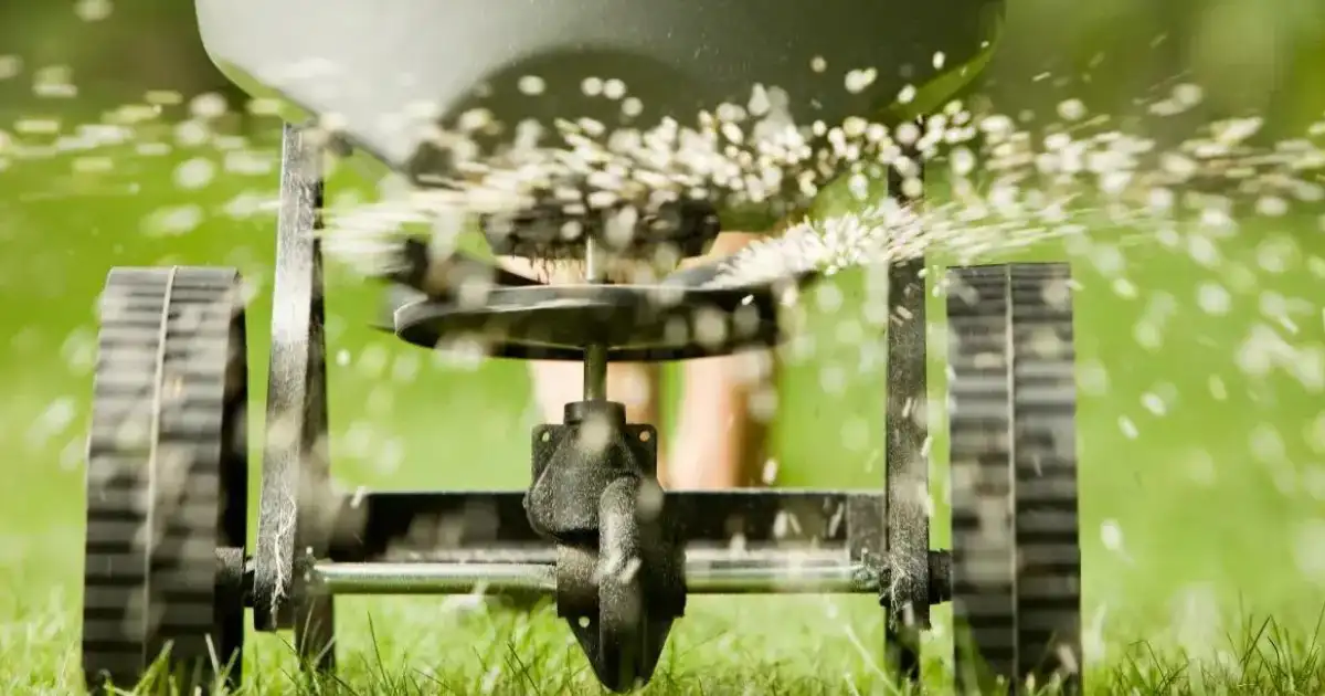 Lawn Weed Control