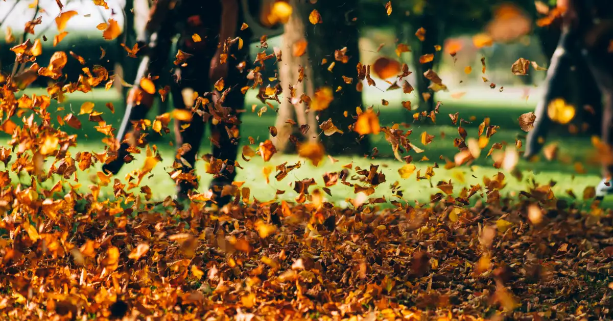 Leaf Removal Service | Roper Lawn & Landscape