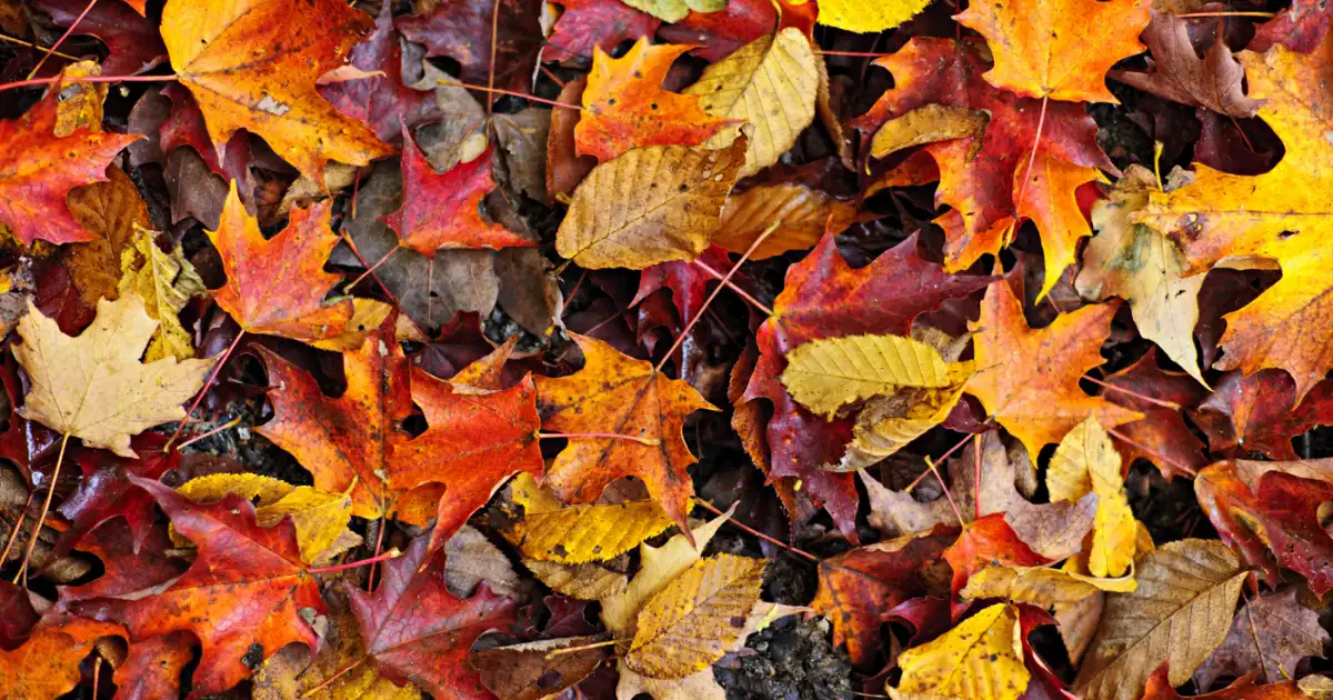 Leaf Clean Up & Removal In Memphis, TN