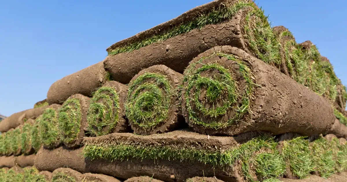 Sod Installation | Roper Lawn & Landscape