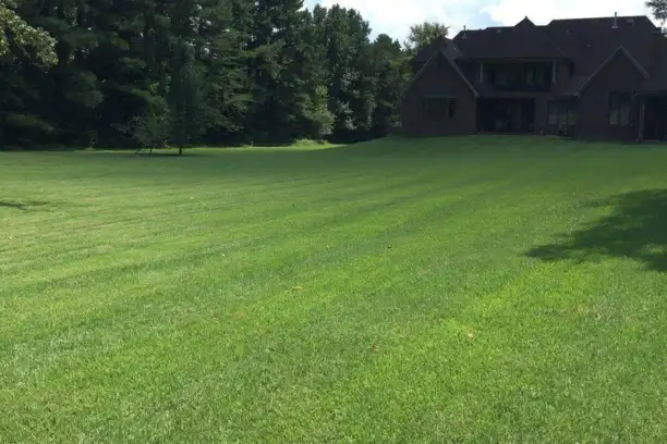Professional fertilization and weed control treatment being applied to a healthy Memphis Bermuda grass lawn in spring