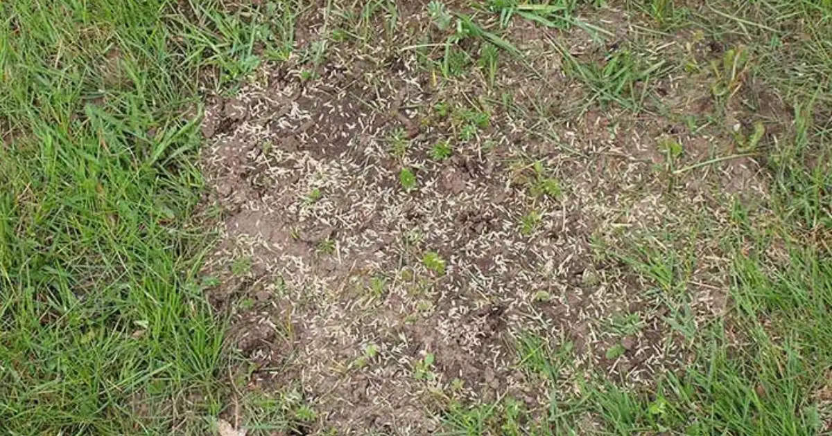 Memphis lawn with brown spots needing diagnosis and treatment