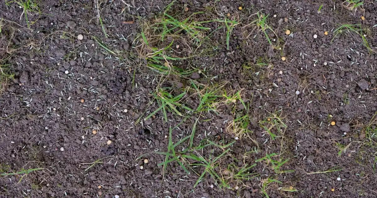 Memphis area lawn showing the kind of soil-driven turf quality Roper Lawn Care helps homeowners build across Bartlett, Collierville, and Germantown properties