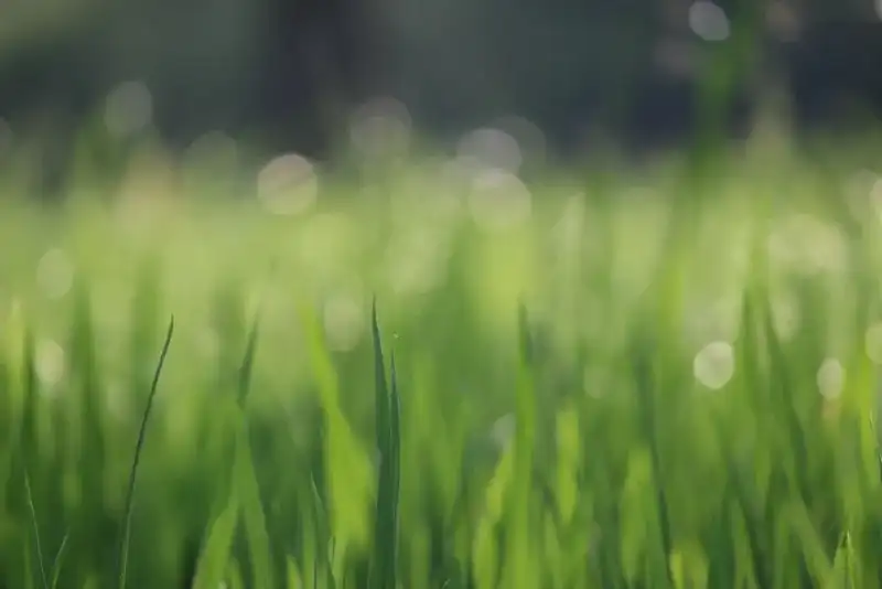 Armyworm Watch for Shelby County Lawns: How to Recognize Damage Before You Lose the Yard