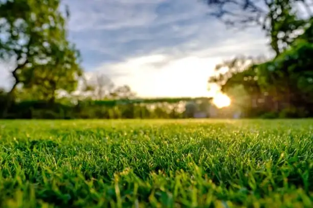 Crabgrass Coming Back Every Year? What’s Going Wrong in Your Memphis Lawn