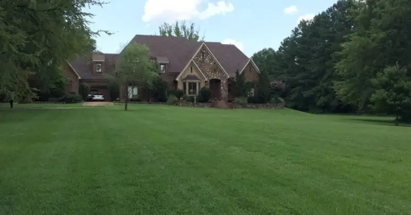 Why Memphis Lawns Develop Brown Patches in Summer: Disease, Insects, or Heat?