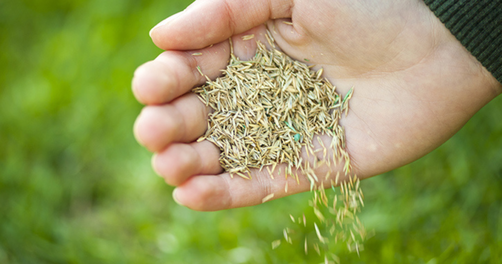 Lawn Overseeding Service