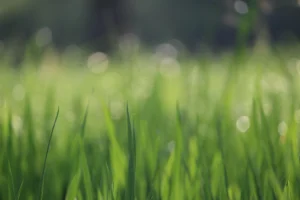 Roper Grass Background