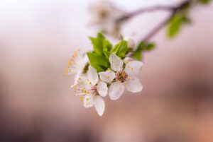 Spring Flowers Blooming