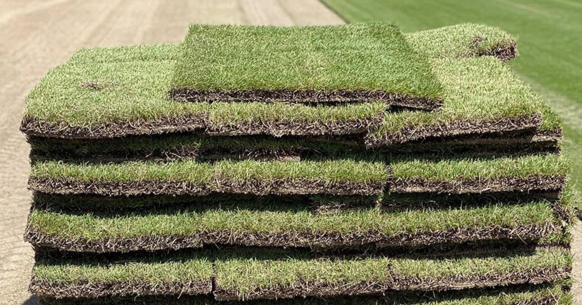 Fresh sod laid during a partial lawn renovation on a Shelby County property by Roper Lawn Care